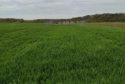 Teren de 1000 mp, în Călugăreni - 2