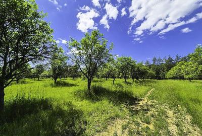 Teren intravilan Cotmeana Arges - 2