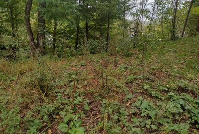 Spațiu comercial, în Provița de Sus - 2