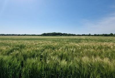 Ferma de Cultura Mare 1100 HA - 1