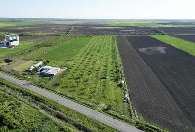 Livada de nuci ?i pruni 2.4ha in Varia?u Mare - 2