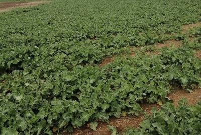 Teren în Central - 3