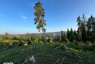 Teren de 500000 mp, în Ciocănești - 12
