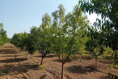 Proprietar vand sau schimb livada - 4