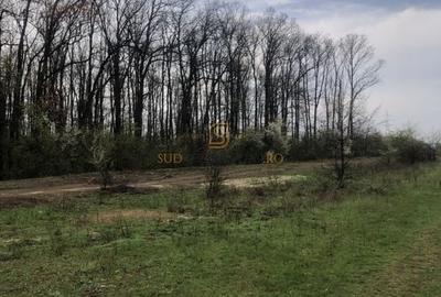 Teren de vânzare 10.028 mp - Mogoșoaia, lângă Pădurea Motoc - 7