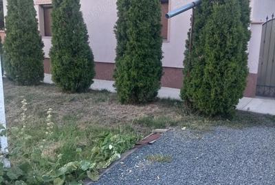 Casă cu 4 camere cu Teren 3264 Mp în Dorobanți - 3