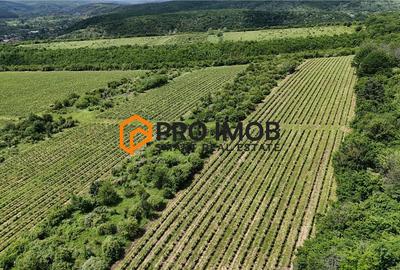 Teren agricol extravilan de 7992 mp, în Vernești - 3