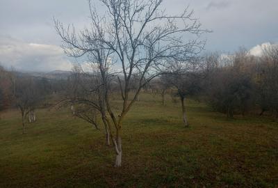 Teren Construcții intravilan de 4062 mp, în Cătunu (Drajna) - 5