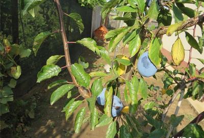 Casă cu 3 camere cu Teren 482 Mp în Popești - 8