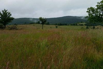 Teren de 5754 mp, în Ohaba Lungă - 1