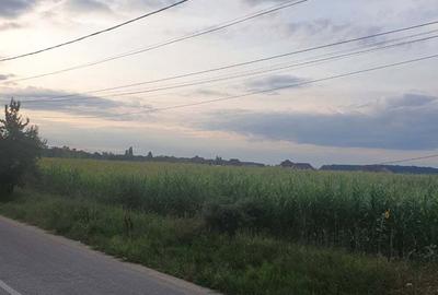 Teren de 1300 mp, în Periș - 2