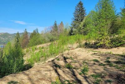 Teren de 5000 mp, în Ceahlău - 4