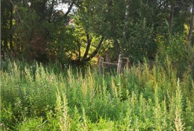 Proprietate autentica, stil traditional:Eco, cu parau pitore - 6