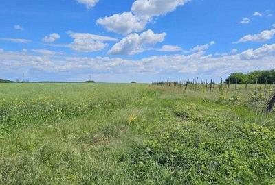 Teren de 2128 mp, în Tâncăbești