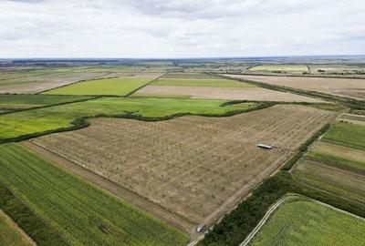 Livada BIO de nuci de vanzare langa Cermei - 4