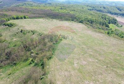 Domeniu - 66 Hectare - Teren deosebit Copsa Mica cu desch... - 17