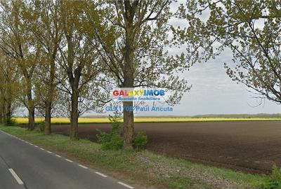 Teren intravilan de 17800 mp, în Dascălu - 1