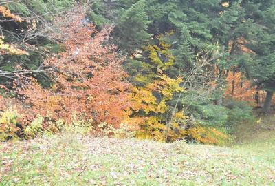 Busteni-Teren intravilan situat in Valea Alba in apropiere de partie - 4
