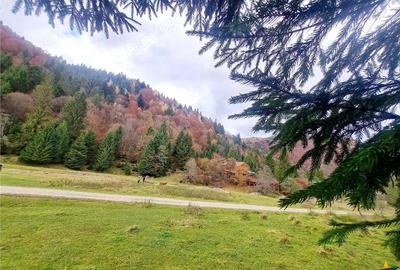 Teren de 4591 mp, în Plaiul Foii - 17