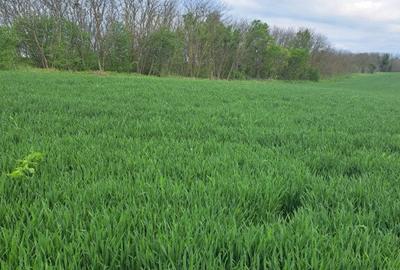 Teren Frumusani 4374 mp - 4