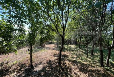 Casa in Pomi cu acoperis nou, Jud. Satu Mare Casa in Pomi cu acoperis nou, Jud. Satu Mare - 5