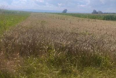 Teren intravilan, 10000mp, zona Maneuti, Radauti - 4