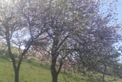 Casă în Aleșd - 2