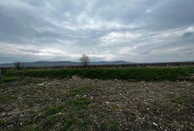 Teren Construcții intravilan de 804 mp, în Terezian - 4