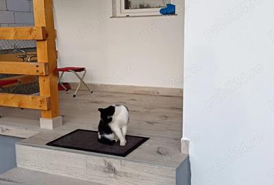 Casa noua la cheie 6km de Bistri?a - 9