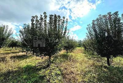 Teren de 2902 mp, în Dămienești - 5