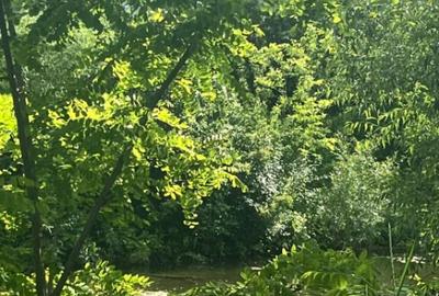 Teren extravilan, 10000 mp, Vicovu de Sus - 14