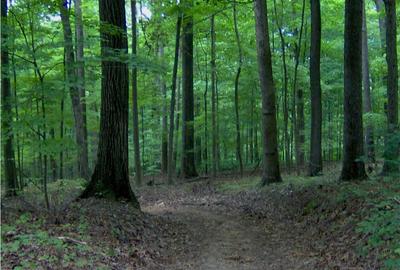 Pădure 270 Hectare, Județul Bacău, Oportunitate Excelentă! - 2