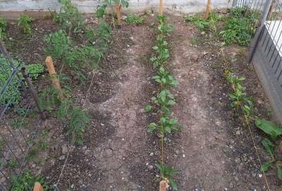 Casă cu 5 camere cu Teren 422 Mp în Moșoaia - 6