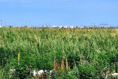 Vanzare Teren intravilan 10000mp Balaceanca - 9