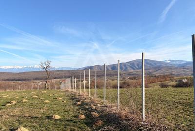 Teren Construcții intravilan de 809 mp, în Exterior Sud - 3