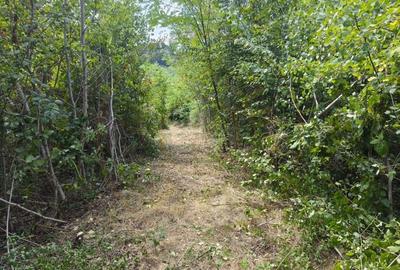 Teren intravilan Mosoaia - Hintesti - 4