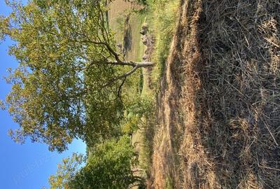 Casa + teren Certeju de Jos, Comuna Vorta ( Hunedoara) - 6