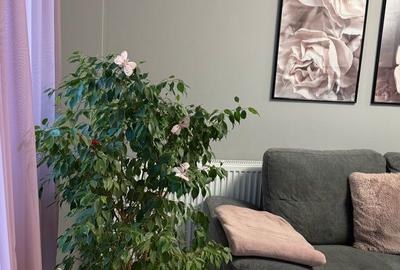 Apartament cu 3 camere în Iosia - 15