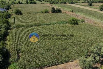 Teren intravilan 3866 mp Dumbrava Rosie - 2