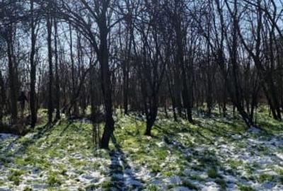 Teren 5,7 hectare Walter Mărăcineanu - Iesire la Lac, Teren Arabil, Liber - 4