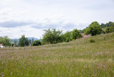 Teren Construcții intravilan de 1050 mp, în Bran - 7