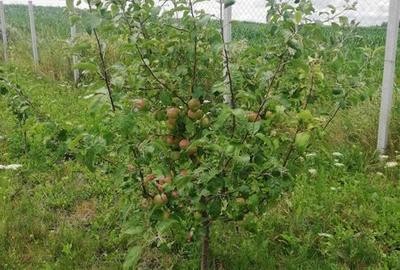 Teren de 2350 mp, în Burdujeni - 8