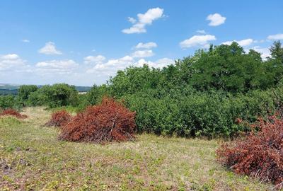 Spațiu comercial, în Curături - 6