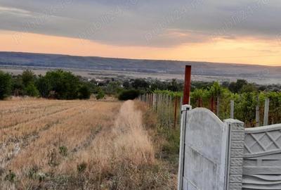 Teren de 1500 mp, în Central