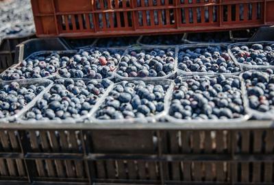 DE VANZARE una dintre cele mai moderne plantatii de afin din Romania - 11