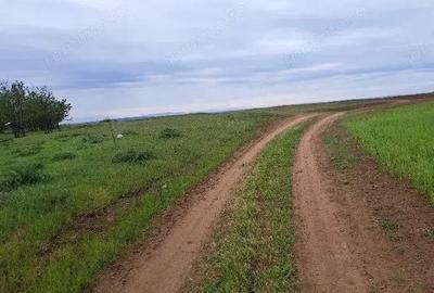 Teren extravilan, loc Densa, Jud Dolj - 1