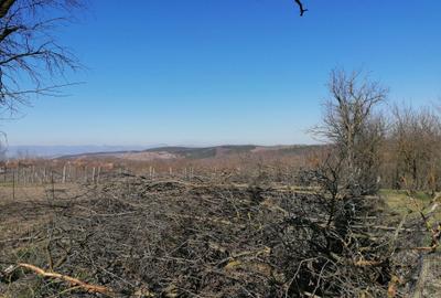 Teren de 1300 mp, în Exterior Vest - 4