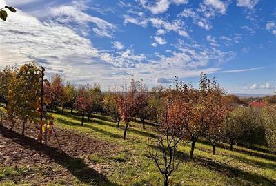 Casă individuală cu 3 camere cu Teren 4000 Mp în Bârnova - 10