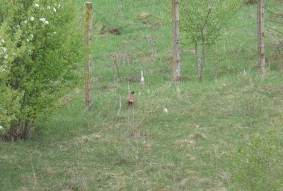 Apartament cu 2 camere decomandat în Vest - 8