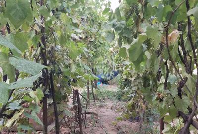 Casă cu 5 camere în Ciupercenii Noi - 6